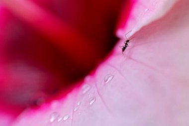 Bahçedeki güzel pembe çiçek