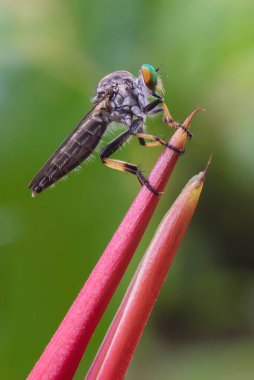 Doğadaki böceğin yakın görüntüsü