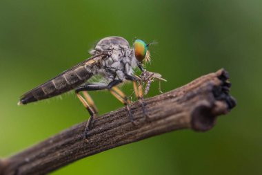 Bir daldaki yusufçuğun yakın plan fotoğrafı.