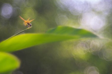 Yeşil arka plan bulanık yaprağına