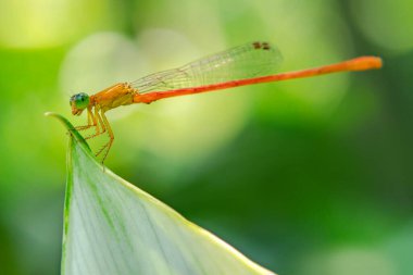 Yeşil arka planda yusufçuk