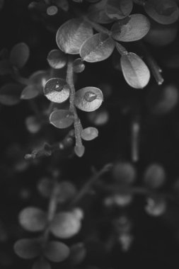 Bahçede yeşil yapraklar