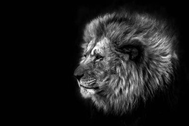 Karanlıktaki aslan.