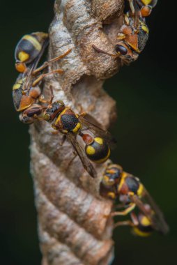 bir grup sarı karınca