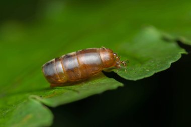Patates patatesi (larva) ailenin en popüler yiyeceğidir. Patates familyasından bir ailedir ve genellikle Amerika 'da yetiştirilir.
