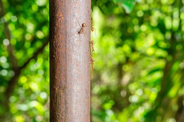 Die Roten Ameisen Auf Einer Eisenstange Auf Einem Naturhintergrund — Stockfoto