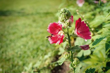 Hollyhock çiçeği, polenler için uçan arılarla birlikte doğada birçok renk ve güzelliktir..