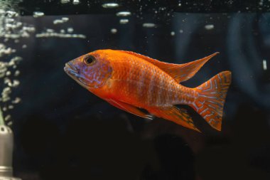 Dolaptaki cichlidae..