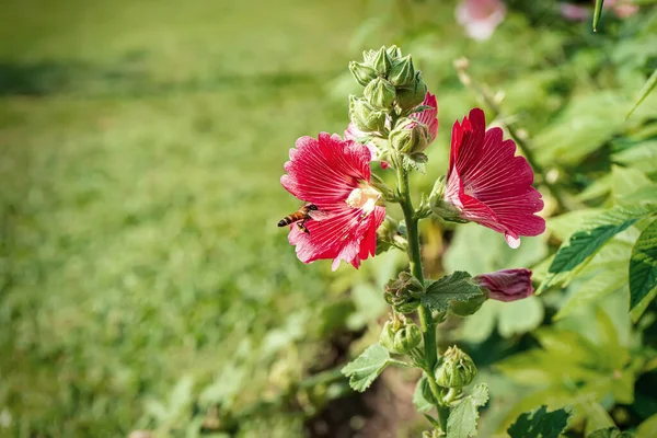 Hollyhock Kwiat Jest Wiele Kolorów Piękne Przyrodzie Pszczół Latających Dla — Zdjęcie stockowe