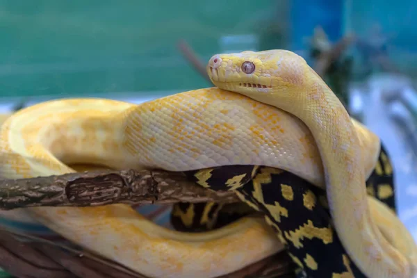 유리창 캐비닛에 알비노 비단뱀은 판매를 기다리고 있습니다 타이에선 인기있는 동물이야 — 스톡 사진