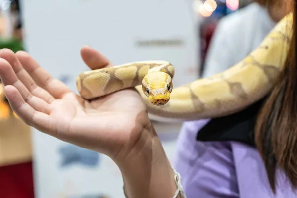 stock image Ball python is a popular pet in Thailand.