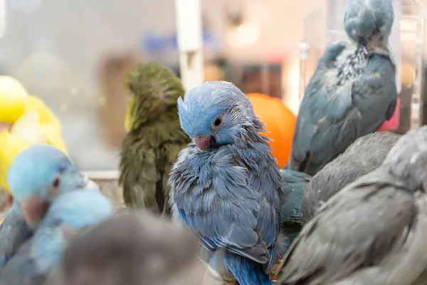 Los Loros Posan Para Tomar Foto Bird Una Mascota Popular — Foto de Stock