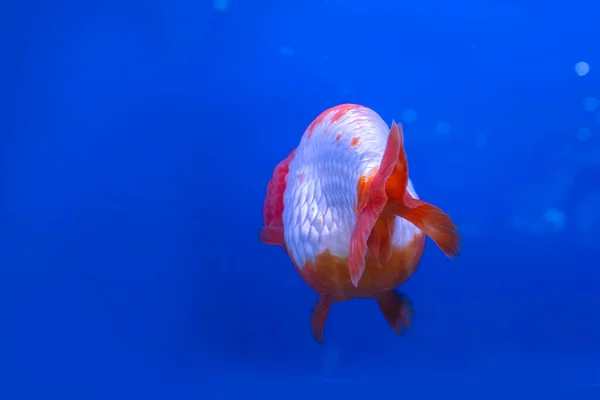 The goldfish in the cabinet on blue background.