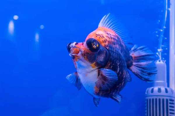 Ikan Mas Kabinet Dengan Latar Belakang Biru — Stok Foto