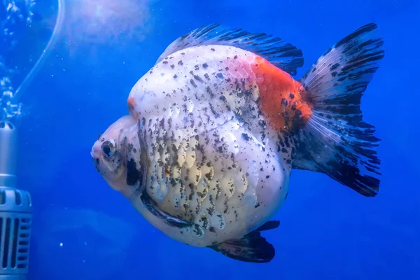 Ikan Mas Kabinet Dengan Latar Belakang Biru — Stok Foto