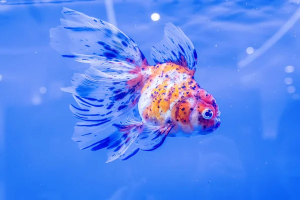 Peixinho Dourado Armário Fundo Azul — Fotografia de Stock
