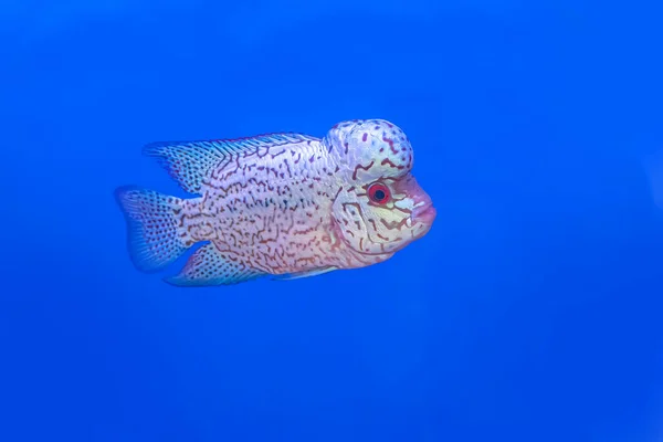 Cichlidae Skåpet Blå Bakgrund — Stockfoto