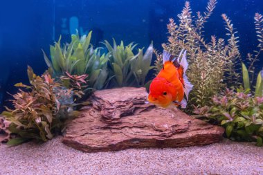 Dolaptaki akvaryum balığı doğayla ilgili..