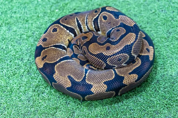 Ball Python Popular Pet Thailand — Stock Photo, Image
