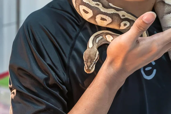 Bola Python Animal Estimação Popular Tailândia — Fotografia de Stock