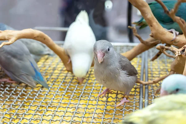 Попугаи Позируют Сфотографировать Птица Является Популярным Животным Таиланде — стоковое фото