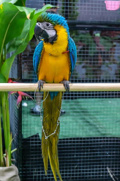 Macaw Sitter Gren Bird Ett Populärt Husdjur Thailand — Stockfoto
