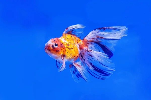Mavi Arka Plan Üzerinde Kabin Içinde Belgili Tanımlık Goldfish — Stok fotoğraf