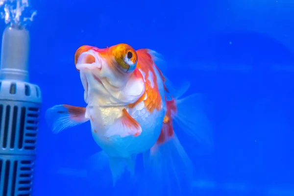 青色の背景にあるキャビネットの金魚 — ストック写真