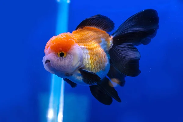 青色の背景にあるキャビネットの金魚 — ストック写真