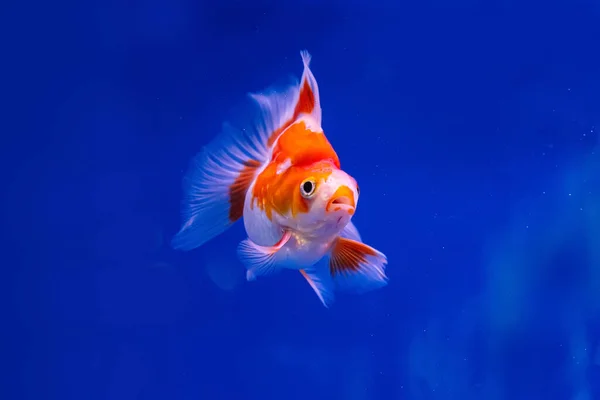 The goldfish in the cabinet on blue background.