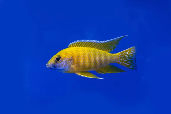 Cichlidae Szafce Niebieskim Tle — Zdjęcie stockowe