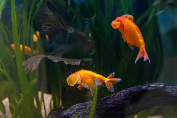 Золотая Рыбка Шкафу Фоне Природы — стоковое фото