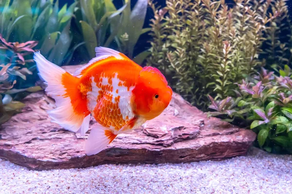 Peixinho Dourado Armário Fundo Natureza — Fotografia de Stock
