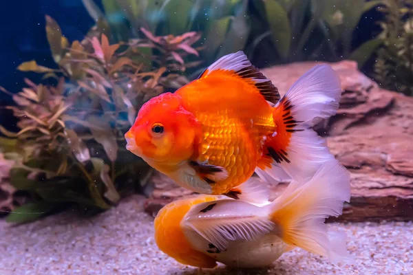 Золотая Рыбка Шкафу Фоне Природы — стоковое фото
