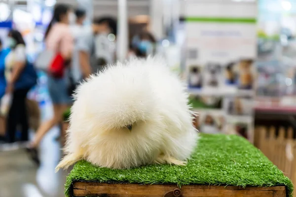 The chicken poodle is a unique chicken.