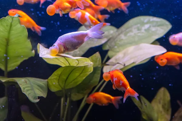 Pesce Rosso Nell Armadio Sullo Sfondo Della Natura — Foto Stock