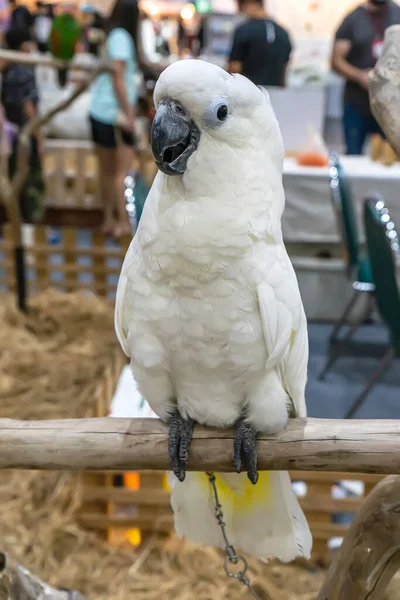 Papoušci Pózují Aby Nás Vyfotili Pták Populární Domácí Mazlíček Thajsku — Stock fotografie