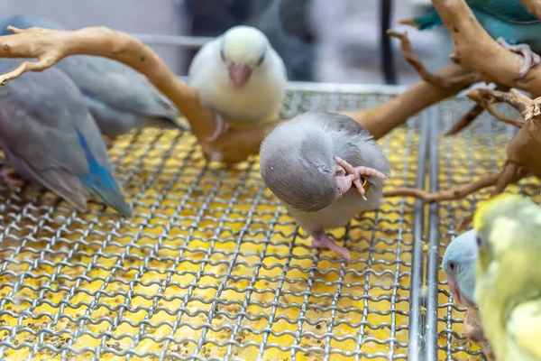 Попугаи Позируют Сфотографировать Птица Является Популярным Животным Таиланде — стоковое фото