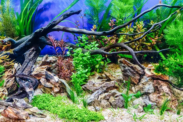 水生植物 石やハーブの装飾の様々な水中風景自然森林スタイルの水族館タンク — ストック写真