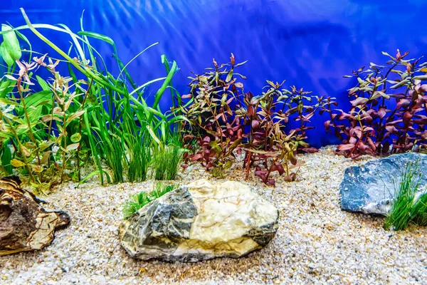 水生植物 石やハーブの装飾の様々な水中風景自然森林スタイルの水族館タンク — ストック写真