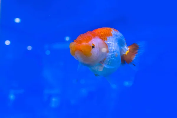 Золотая Рыбка Шкафу Синем Фоне — стоковое фото