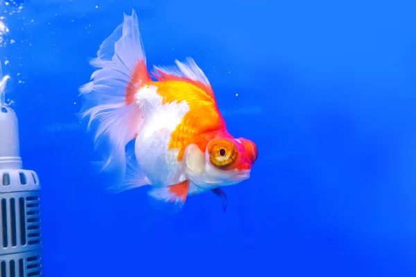 Золотая Рыбка Шкафу Синем Фоне — стоковое фото