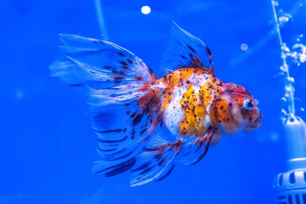 Pesce Rosso Nel Mobile Sfondo Blu — Foto Stock
