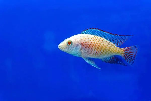 Cichlidae Skåpet Blå Bakgrund — Stockfoto