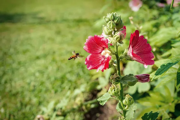 Hollyhock Çiçeği Polenler Için Uçan Arılarla Birlikte Doğada Birçok Renk — Stok fotoğraf