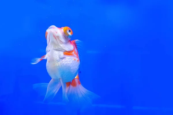 Guldfisken Skabet Blå Baggrund - Stock-foto