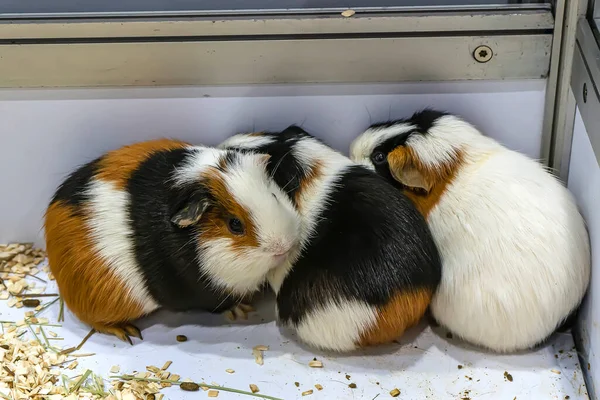 Cerdo Indias Cavy Están Puesto Esperando Ser Vendidos Una Mascota —  Fotos de Stock