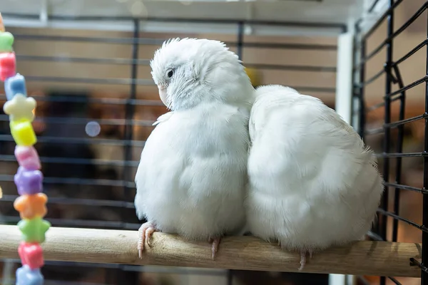 Papagaios Estão Posando Para Tirar Foto Bird Animal Estimação Popular — Fotografia de Stock