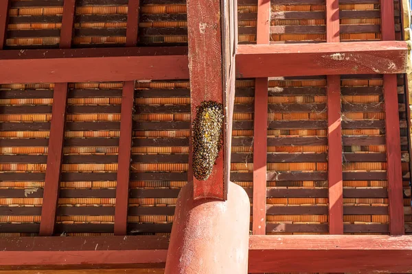 Large Beehive Located Roof Beams — Stock Photo, Image