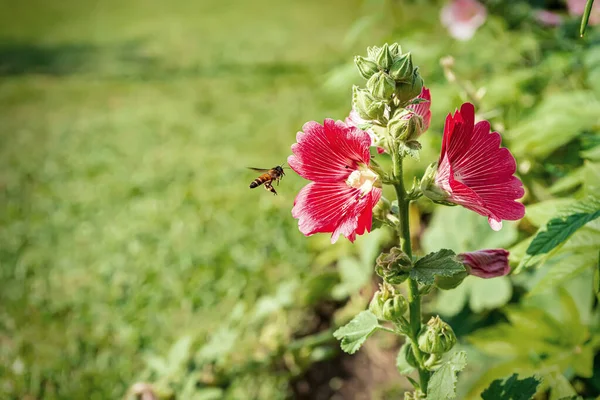 Hollyhock Virág Sok Szín Gyönyörű Természetben Méhek Repül Pollen — Stock Fotó
